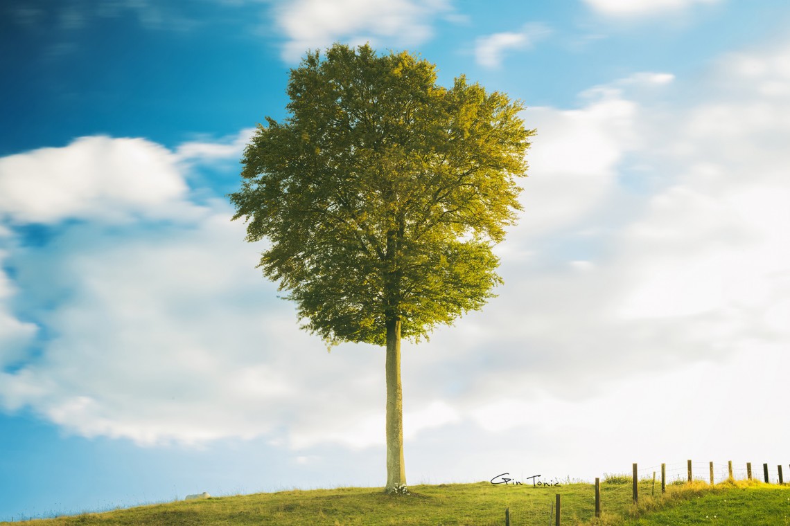 Tree of Life