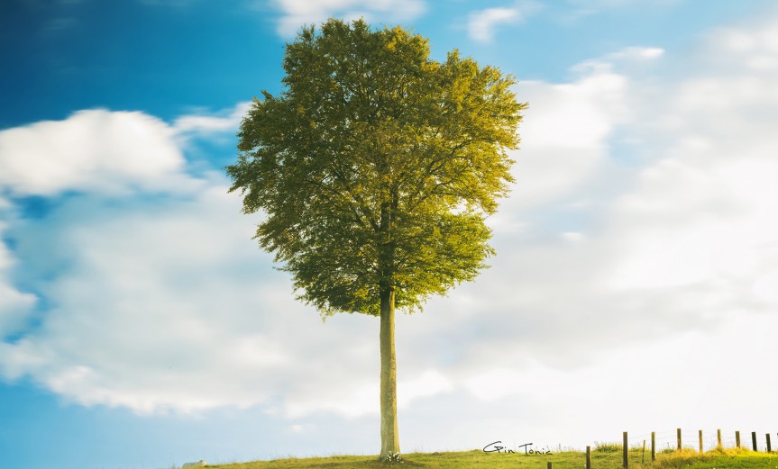 Tree of Life