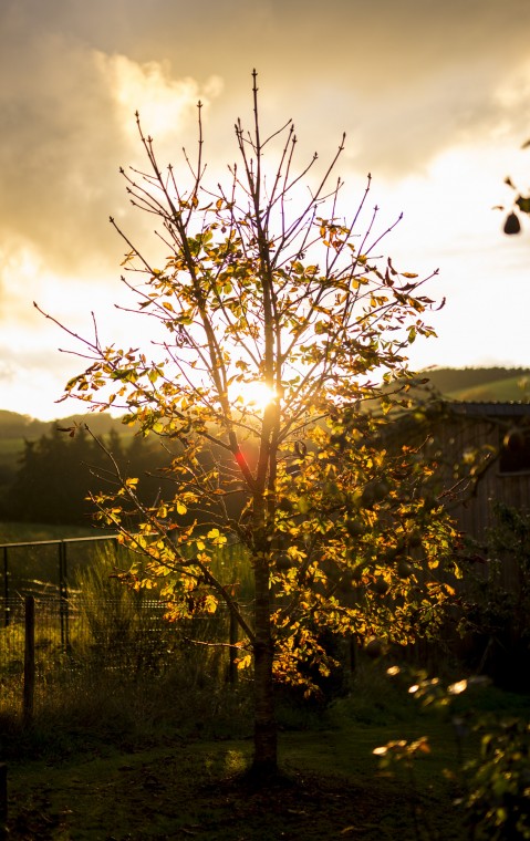Behind the Garden