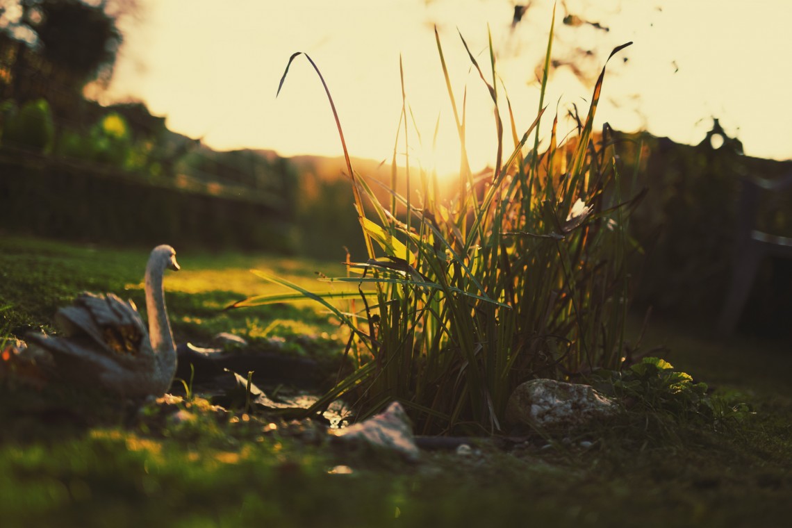 Behind the Garden