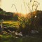 Behind the Garden