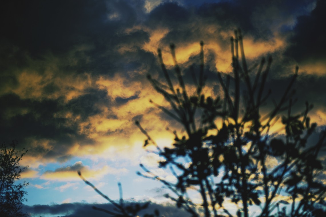 Behind the Garden