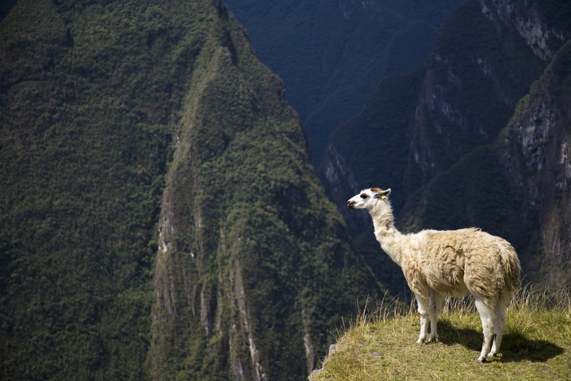 Machu Picchu Lama