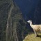 Machu Picchu Lama